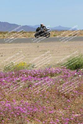 media/Mar-12-2023-SoCal Trackdays (Sun) [[d4c8249724]]/Turn 15 Inside Bloom (130pm)/